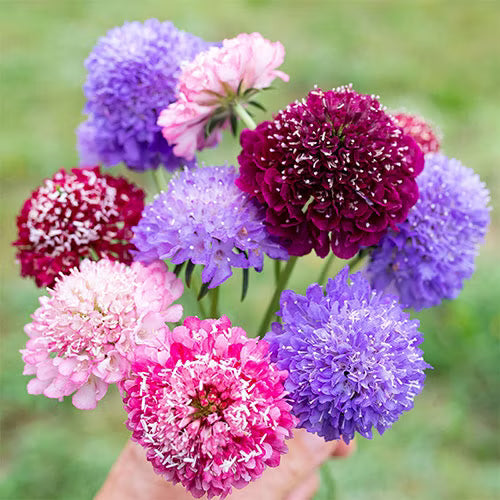 Scabiosa Flower seeds for Planting Cottage Garden Essential Heirloom & GMO Free Seeds for Home Garden 
 
 Sale