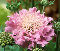 Scabious Flower seeds for Planting - Fragrant Blossoms, Heirloom & GMO Free Seeds for Home Garden