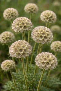 Drumstick Scabiosa Flower seeds for Planting Shade Tolerant Heirloom & GMO Free Seeds for Home Garden