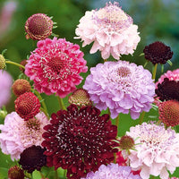 Scabiosa Flower seeds for Planting Cottage Garden Essential Heirloom & GMO Free Seeds for Home Garden 
 
 Sale