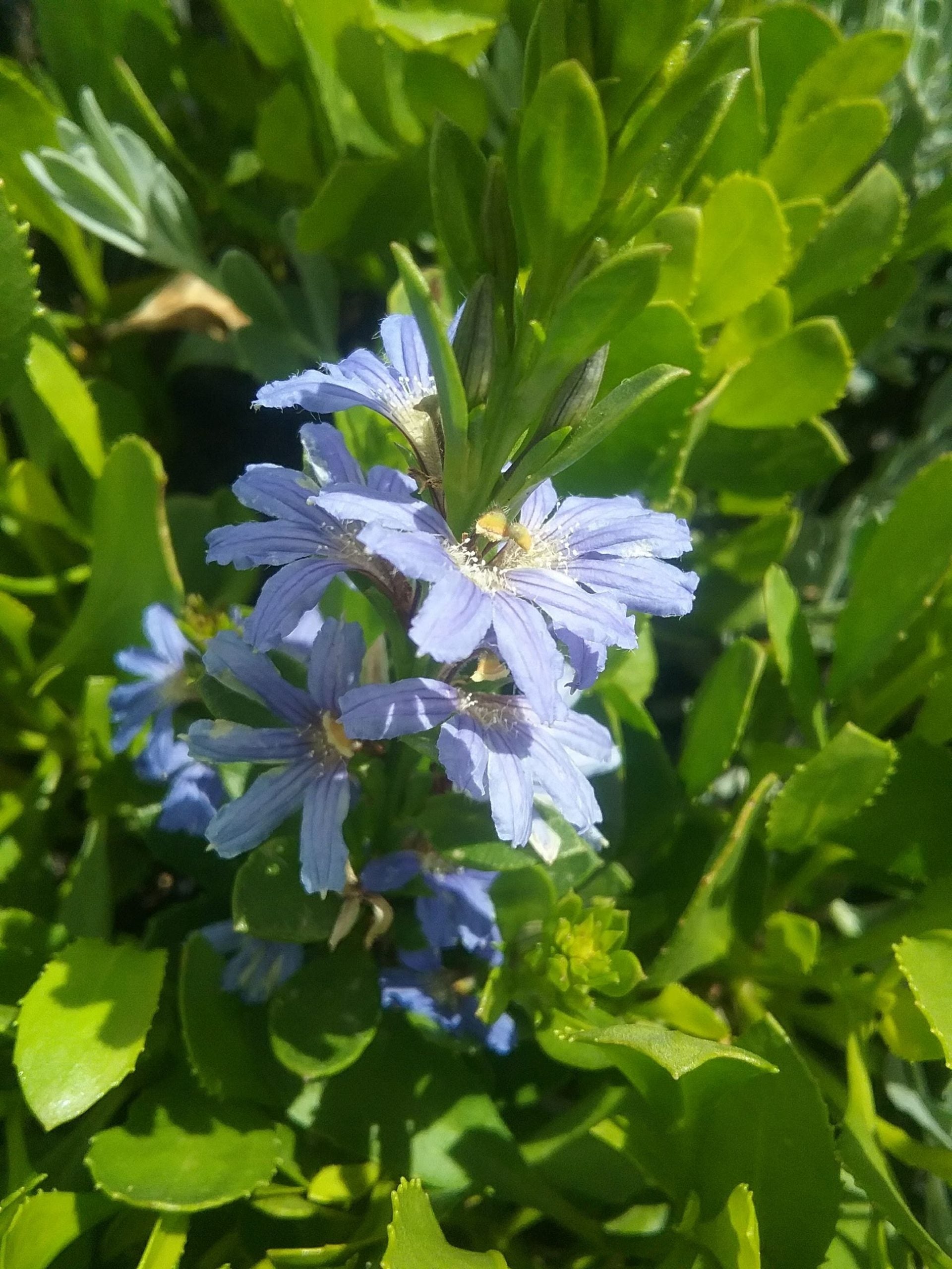 Crassifolia Flower seeds for Planting Hardy Variety Heirloom & GMO Free Seeds for Home Garden