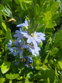 Crassifolia Flower seeds for Planting Hardy Variety Heirloom & GMO Free Seeds for Home Garden