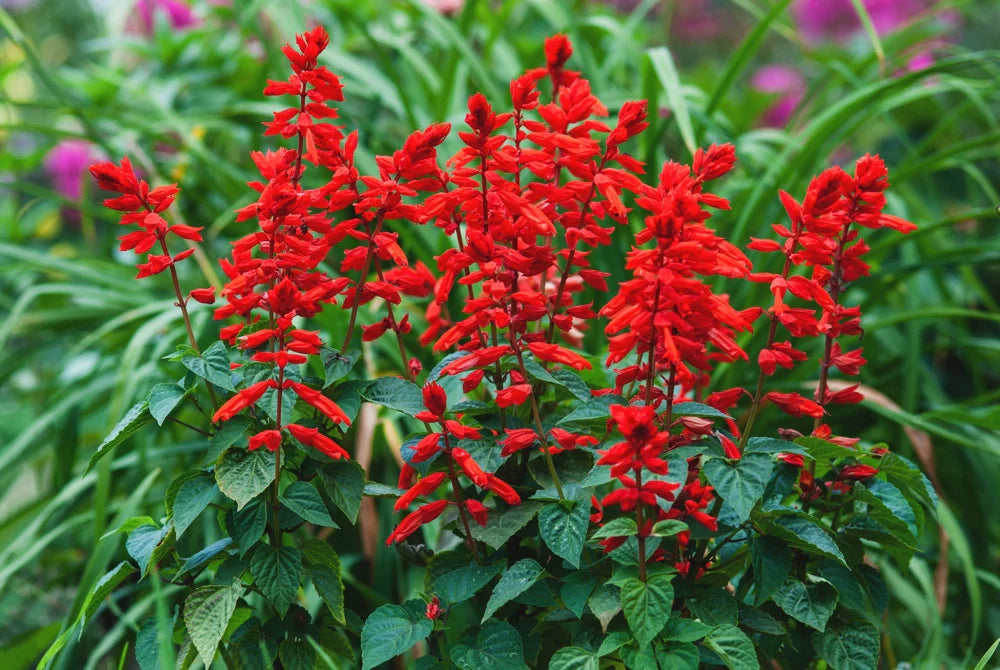 Deep Red Scarlet Sage Flower Seeds - Flower seeds for Planting - Compact Growth, Heirloom & GMO Free Seeds for Home Garden