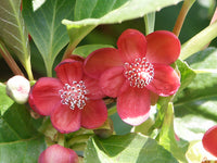 Schisandra Flower seeds for Planting Drought Tolerant Heirloom & GMO Free Seeds for Home Garden 
 
 Sale