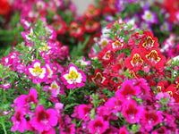 Schizanthus Flower seeds for Planting Cut Flower Favorite Heirloom & GMO Free Seeds for Home Garden