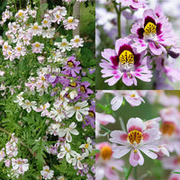 Heirloom Schizanthus Flower seeds for Planting Shade Tolerant Heirloom & GMO Free Seeds for Home Garden