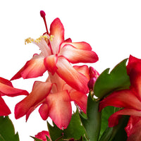 Christmas Cactus Flower seeds for Planting - Hardy Variety, Heirloom & GMO Free Seeds for Home Garden