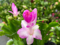 Lavender Schlumbergera Flower seeds for Planting Hardy Variety Heirloom & GMO Free Seeds for Home Garden 
 
 Sale