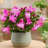 Pink Flagelli Flower seeds for Planting Garden Favorite Heirloom & GMO Free Seeds for Home Garden
 
 Sale