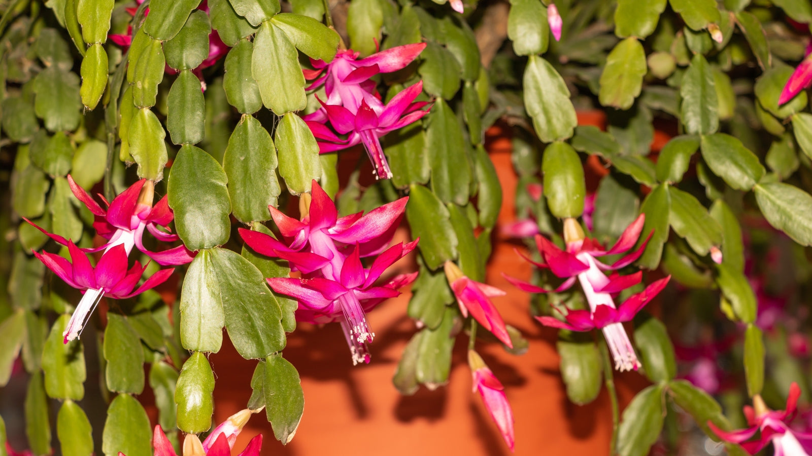 Multicolor Schlumbergera Flower seeds for Planting Versatile Use Heirloom & GMO Free Seeds For Home Garden 
 
 Sale