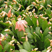 Zygocactus Truncatus Flower seeds for Planting Sun Loving Heirloom & GMO Free Seeds for Home Garden