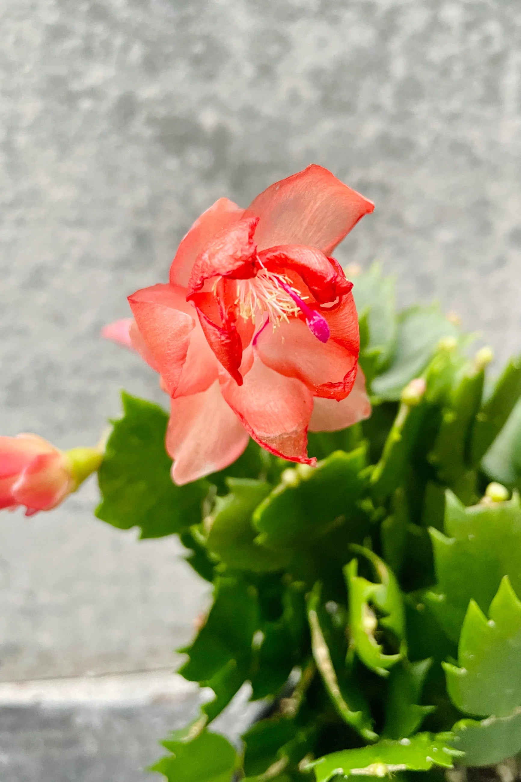 Schlumbergera Peach Flower seeds for Planting - Shade Tolerant, Heirloom & GMO Free Seeds for Home Garden