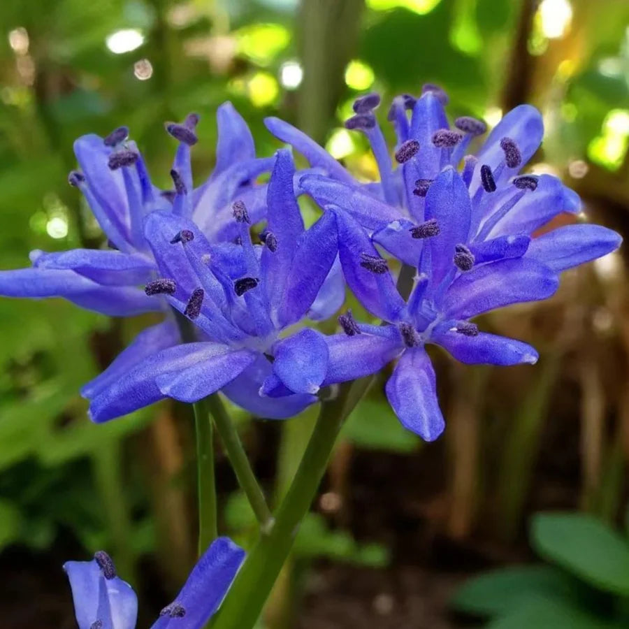 Scilla Bifolia Flower seeds for Planting - Premium Quality, Heirloom & GMO Free Seeds for Home Garden