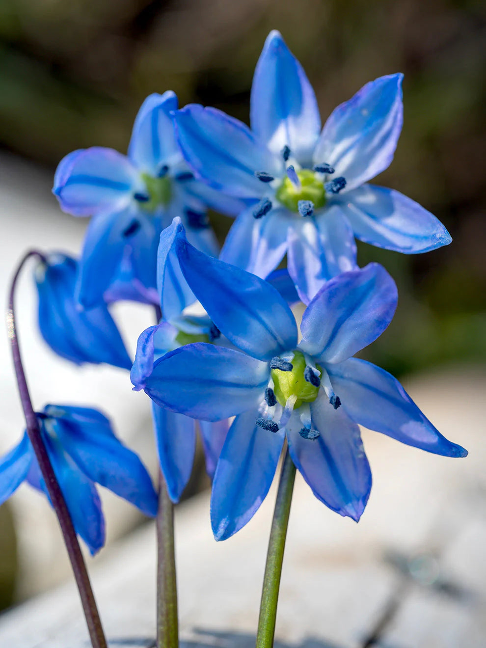 Scilla Siberica Flower seeds for Planting - Colorful Display, Heirloom & GMO Free Seeds for Home Garden