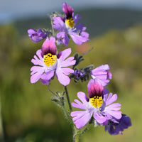 Purple Schizanthus Flower seeds for Planting - Drought Tolerant, Heirloom & GMO Free Seeds for Home Garden
