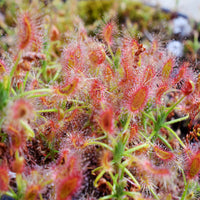 Mosquito Carnivorous Flower seeds for Planting - Sun Loving, Heirloom & GMO Free Seeds for Home Garden