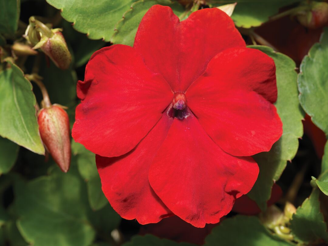 Impatiens Flower seeds for Planting Perfect for Borders Heirloom & GMO Free Seeds for Home Garden 
 
 Sale