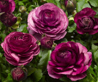 Violet Ranunculus Flower seeds for Planting - Shade Tolerant, Heirloom & GMO Free Seeds for Home Garden