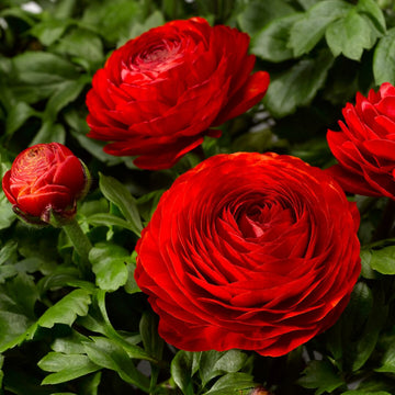 Red Ranunculus Asiaticus Flower Seeds Pollinator Friendly Heirloom & GMO Free Seeds for Home Garden
 
 Sale