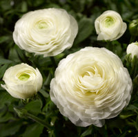 Ranunculus Asiaticus Flower seeds for Planting Vibrant Colors Heirloom & GMO Free Seeds for Home Garden 
 
 Sale