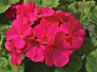 Violet Red Geranium Flower Seeds for Planting, Heirloom Non-GMO, High Germination Organic Garden Seeds