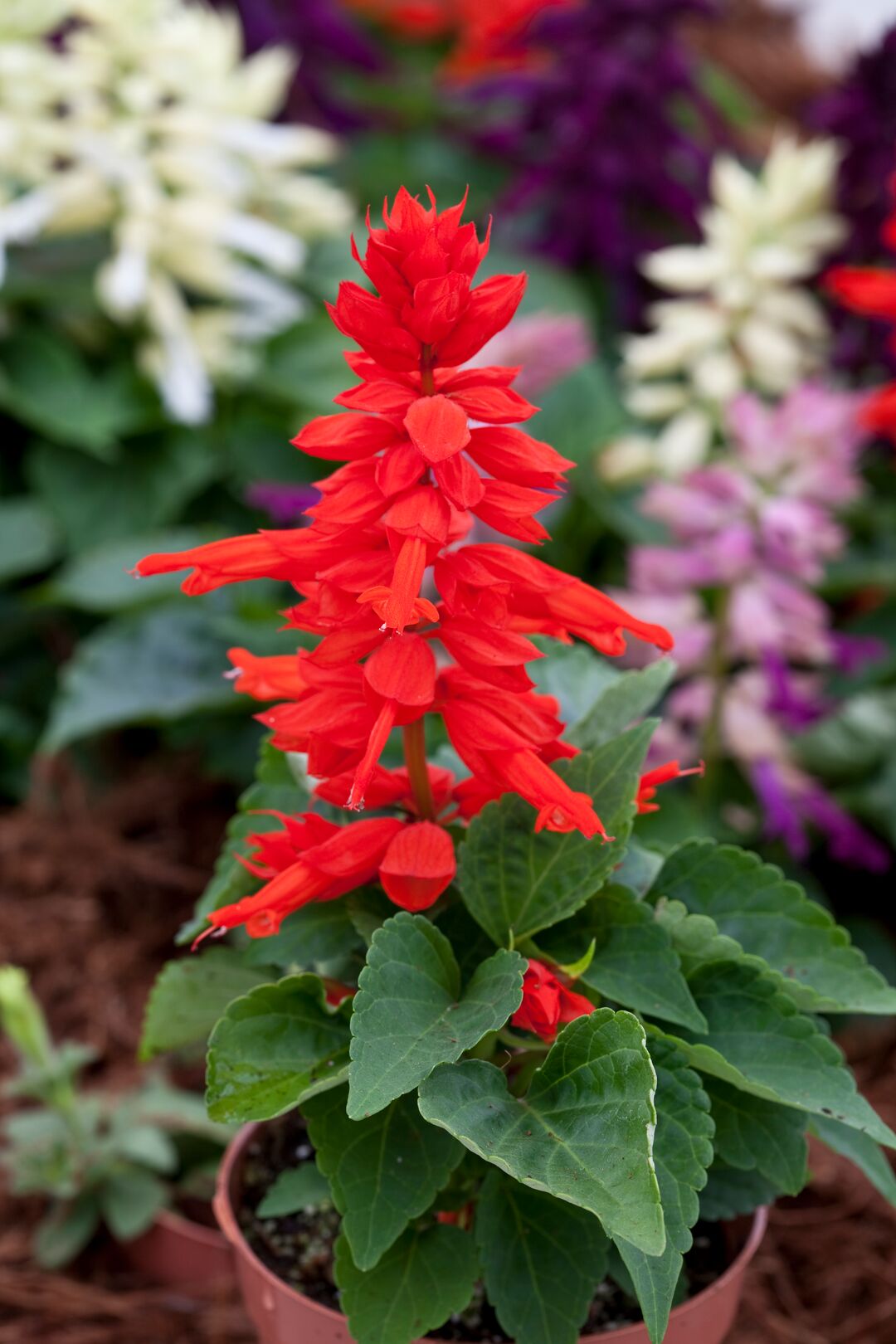 Salvia Sizzler Burgundy Seeds – Drought-Resistant Perennial Sage Flowers