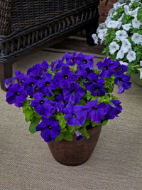 Petunia Blue Phantom Flower Seeds for Planting  Annual Flower Seeds for Vibrant Blooms