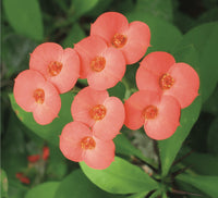 Pale Pink Euphorbia Milii Flower seeds for Planting Fragrant Blossoms Heirloom & GMO Free Seeds for Home Garden 
 
 Sale