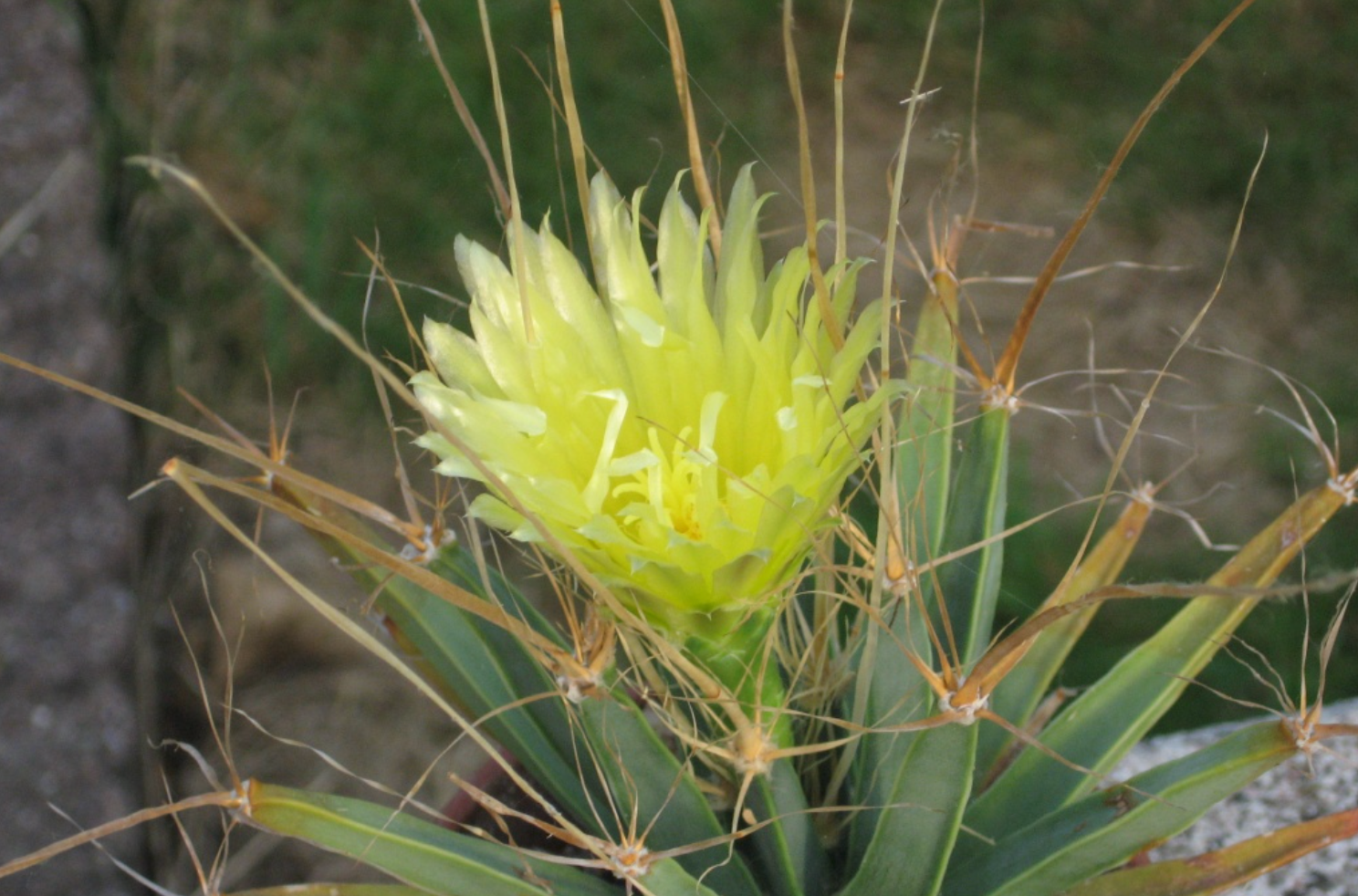 Yellow Leuchtenbergia Plant Planting Seeds