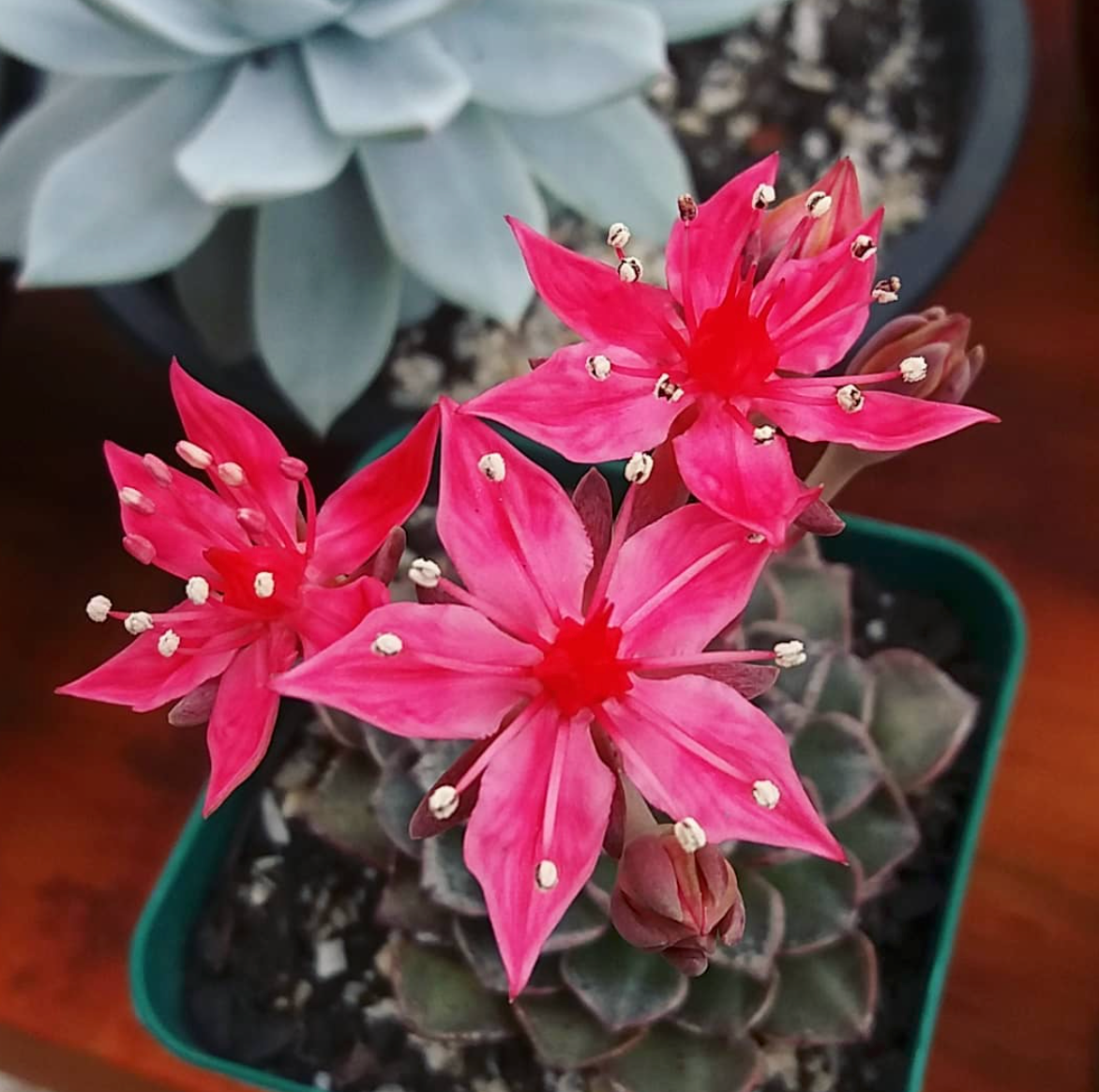 Graptopetalum Bellum Flower seeds for Planting - Drought Tolerant, Heirloom & GMO Free Seeds for Home Garden