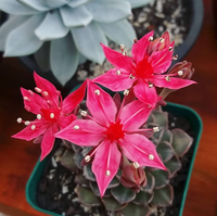 Graptopetalum Bellum Flower seeds for Planting - Drought Tolerant, Heirloom & GMO Free Seeds for Home Garden