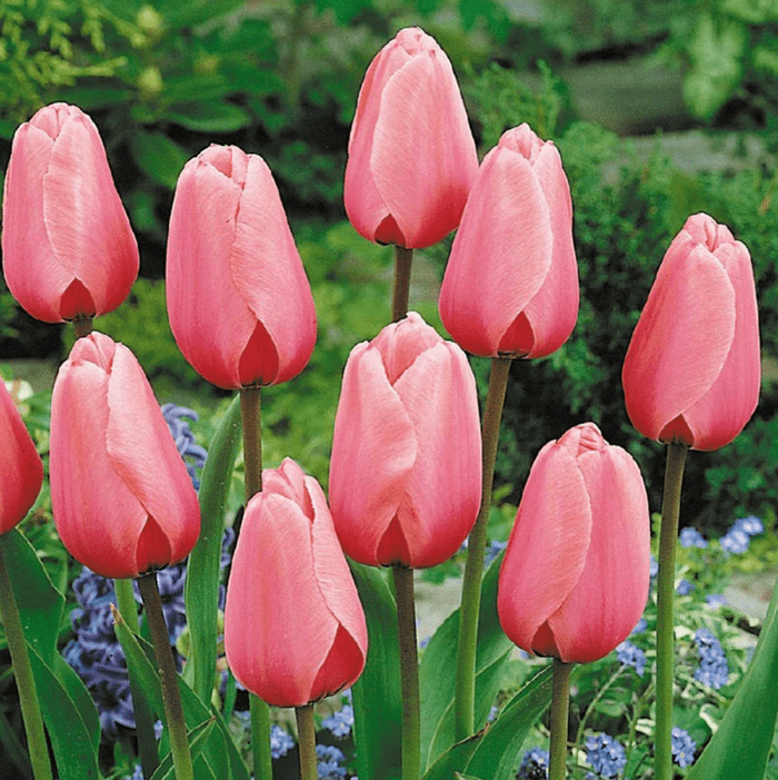 Yellow Pink Tulip Flower seeds for Planting - Premium Quality, Heirloom & GMO Free Seeds for Home Garden