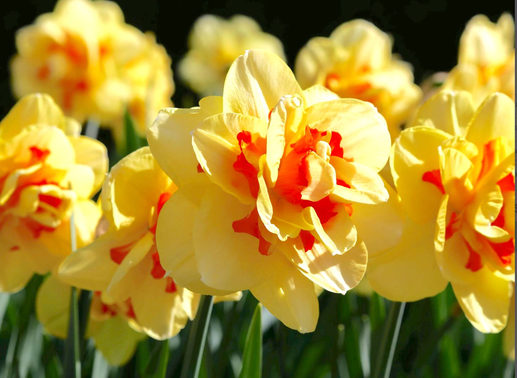 Yellow Red Double Narcissus Flower Seeds for Planting Fragrant Blossoms Heirloom & GMO Free Seeds for Home Garden
 
 Sale