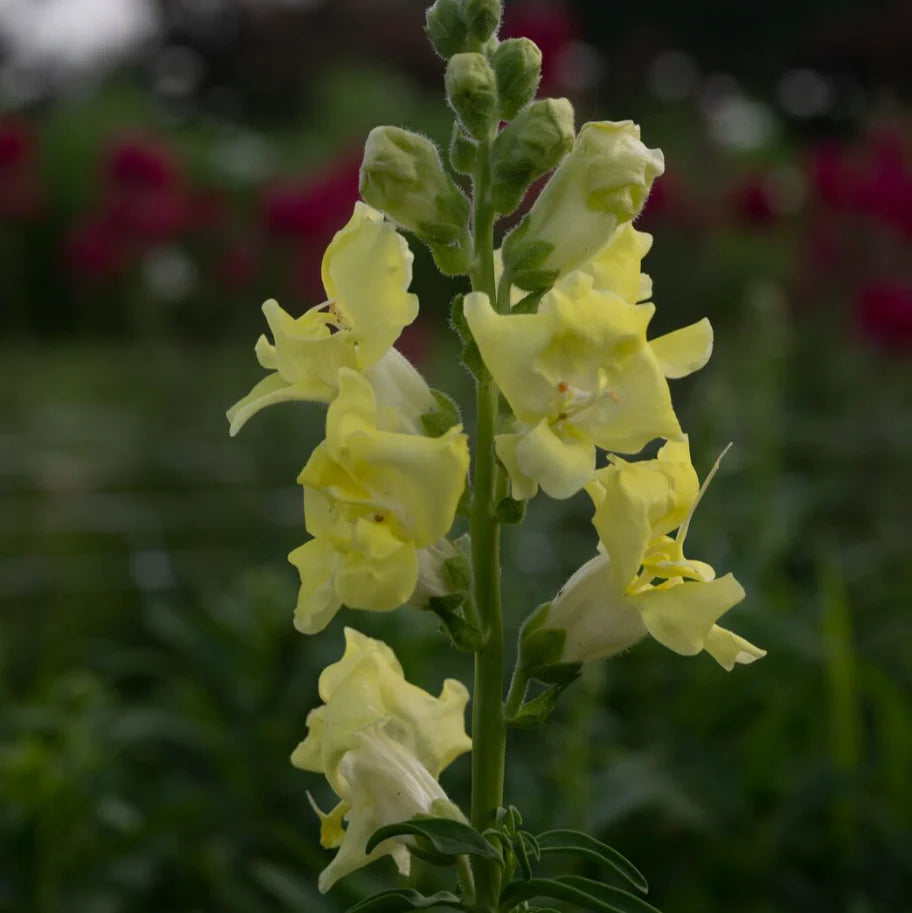 Lemon Sherbet Snapdragon Flower seeds for Planting Drought Tolerant Heirloom & GMO Free Seeds for Home Garden
