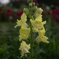 Lemon Sherbet Snapdragon Flower seeds for Planting Drought Tolerant Heirloom & GMO Free Seeds for Home Garden