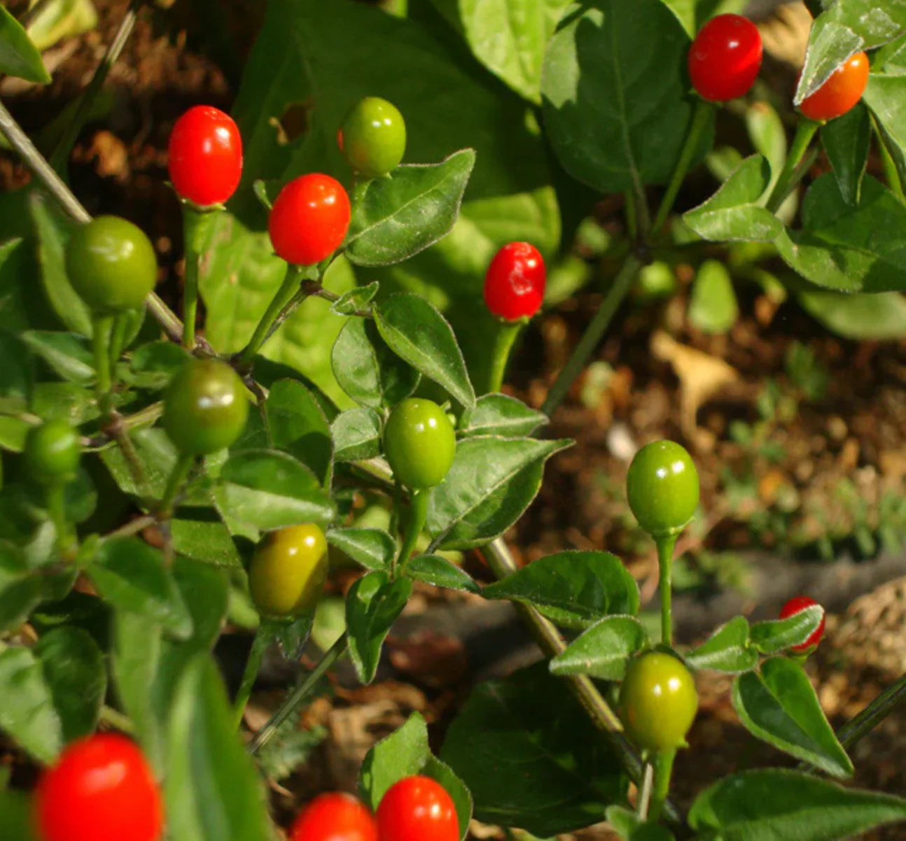 Chilitepin Flower seeds for Planting Garden Favorite Heirloom & GMO Free Seeds for Home Garden