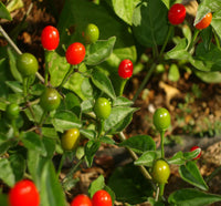 Chilitepin Flower seeds for Planting Garden Favorite Heirloom & GMO Free Seeds for Home Garden