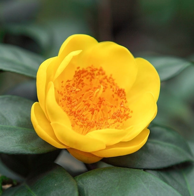 Golden Camellia Flower Seeds for Planting - Premium Quality Seeds for Your Garden