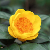 Golden Camellia Flower Seeds for Planting - Premium Quality Seeds for Your Garden