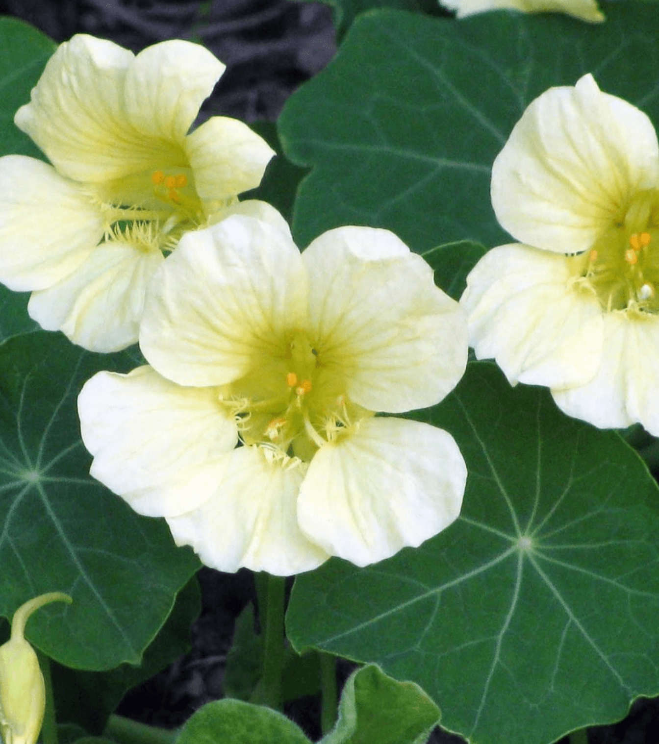 Yellow White Milkmaid Flower seeds for Planting - Fragrant Blossoms, Heirloom & GMO Free Seeds for Home Garden