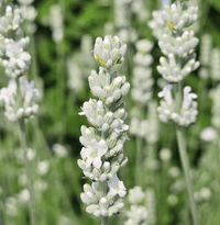 White Lavender Flower Seeds for Garden Hardy Variety Heirloom & GMO Free Seeds for Home Garden
 
 Sale