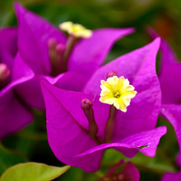 Dark Yellow Violet Bougainvillea Flower Seeds for Planting Pollinator Friendly Heirloom & GMO Free Seeds for Home Garden
 
 Sale
