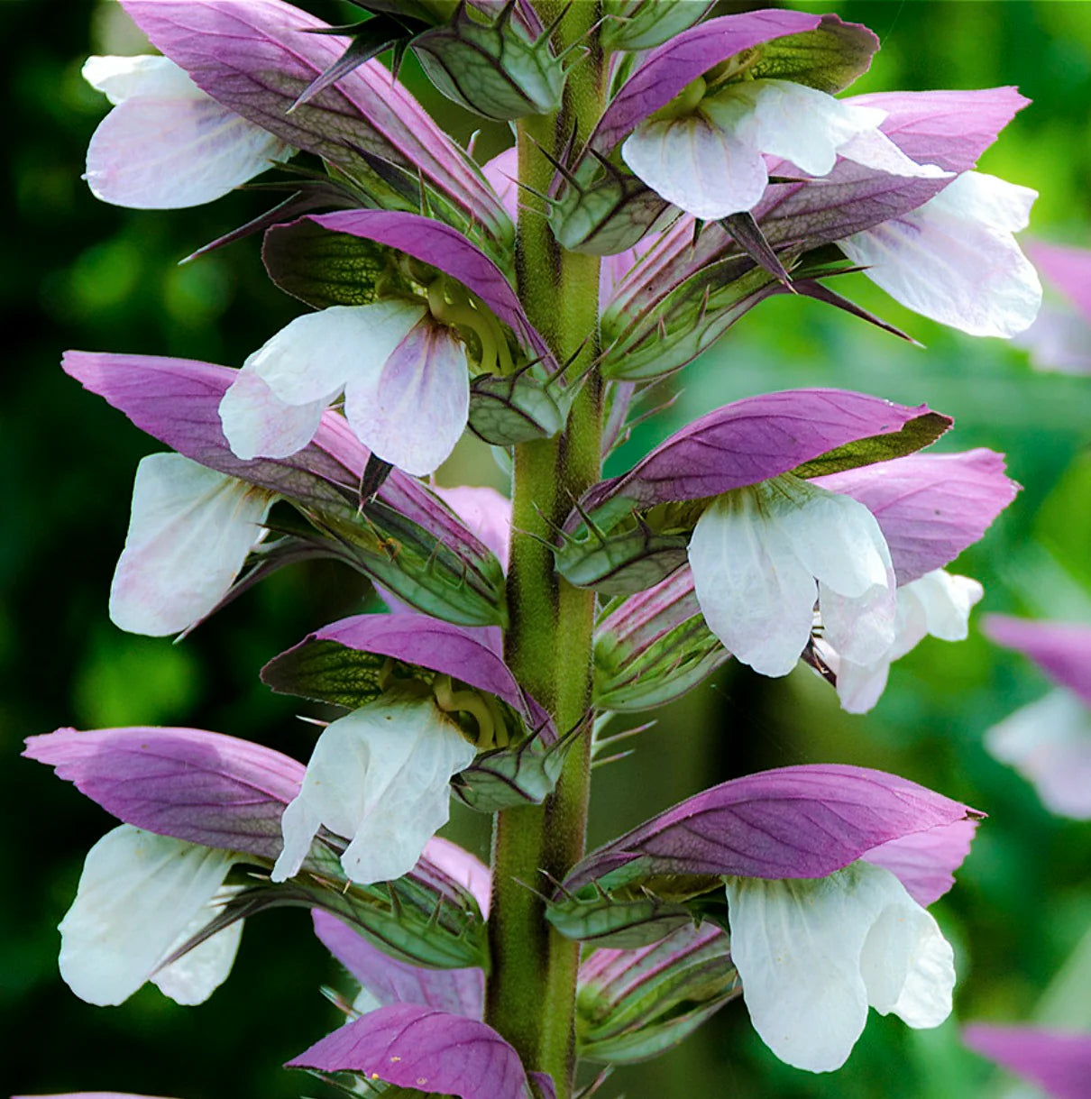 Acanthus Mollis Flower seeds for Planting Pollinator Friendly Heirloom & GMO Free Seeds for Home Garden