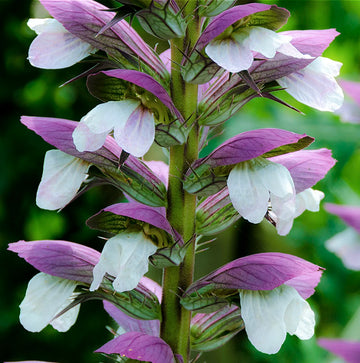 Acanthus Mollis Flower seeds for Planting Pollinator Friendly Heirloom & GMO Free Seeds for Home Garden