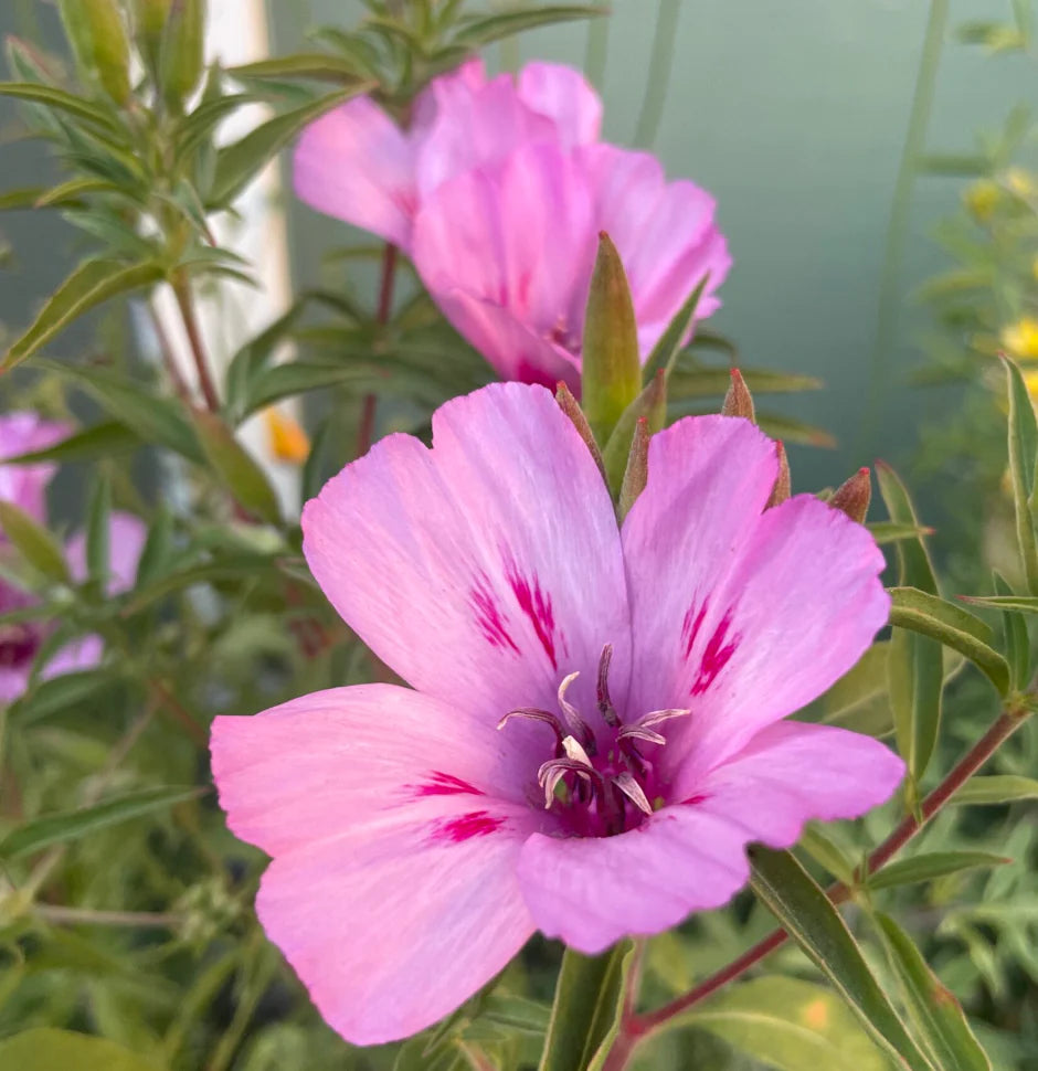 Lavender Clarkia Flower seeds for Planting - Pollinator Friendly, Heirloom & GMO Free Seeds for Home Garden