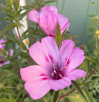 Lavender Clarkia Flower seeds for Planting - Pollinator Friendly, Heirloom & GMO Free Seeds for Home Garden