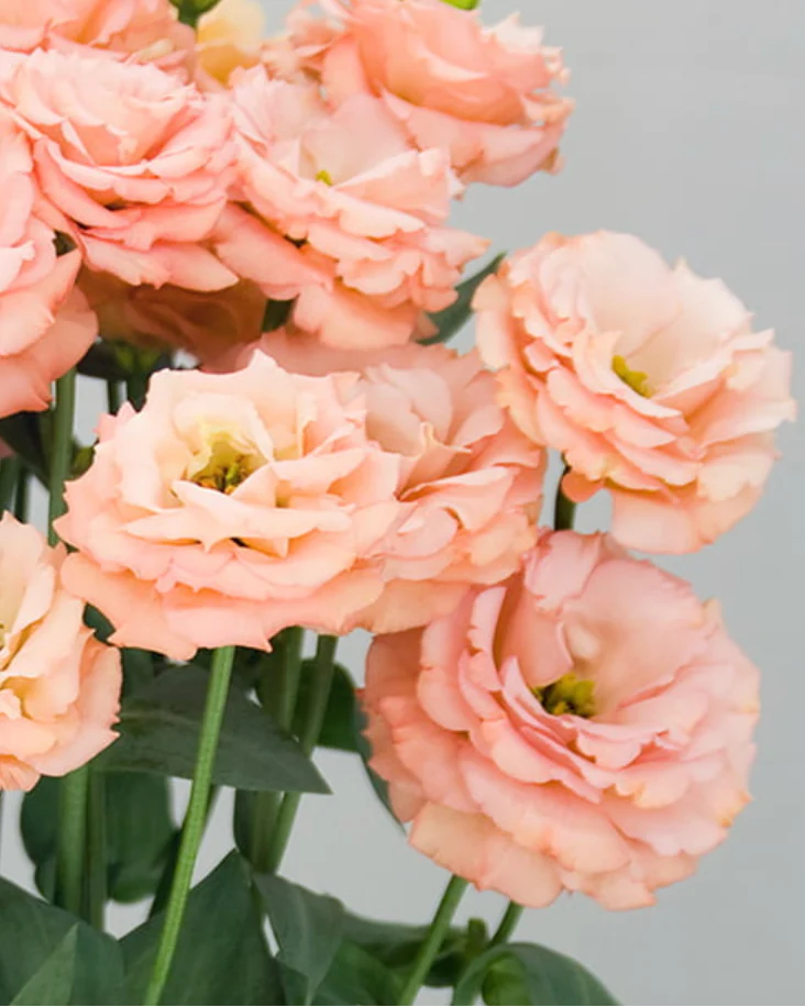 Orange Eustoma Lisianthus Flower Seeds for Planting, Heirloom Non-GMO Organic Garden Seeds