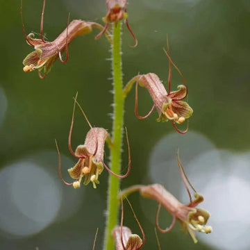 Mothers Menziesii Flower seeds for Planting - Cut Flower Favorite, Heirloom & GMO Free Seeds for Home Garden