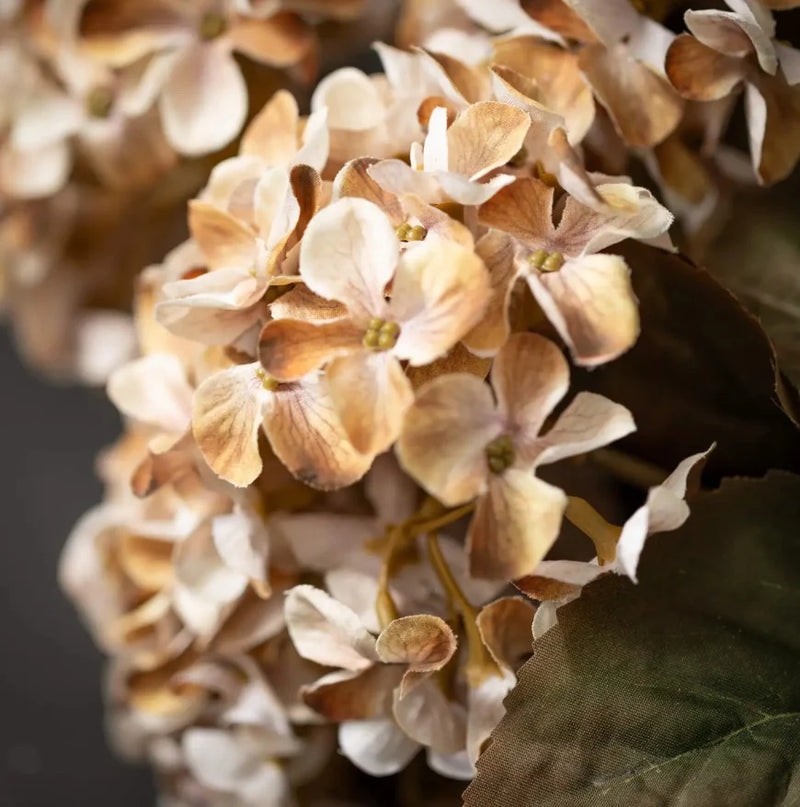 Khaki Hydrangea Flower seeds for Planting - Cottage Garden Essential, Heirloom & GMO Free Seeds for Home Garden