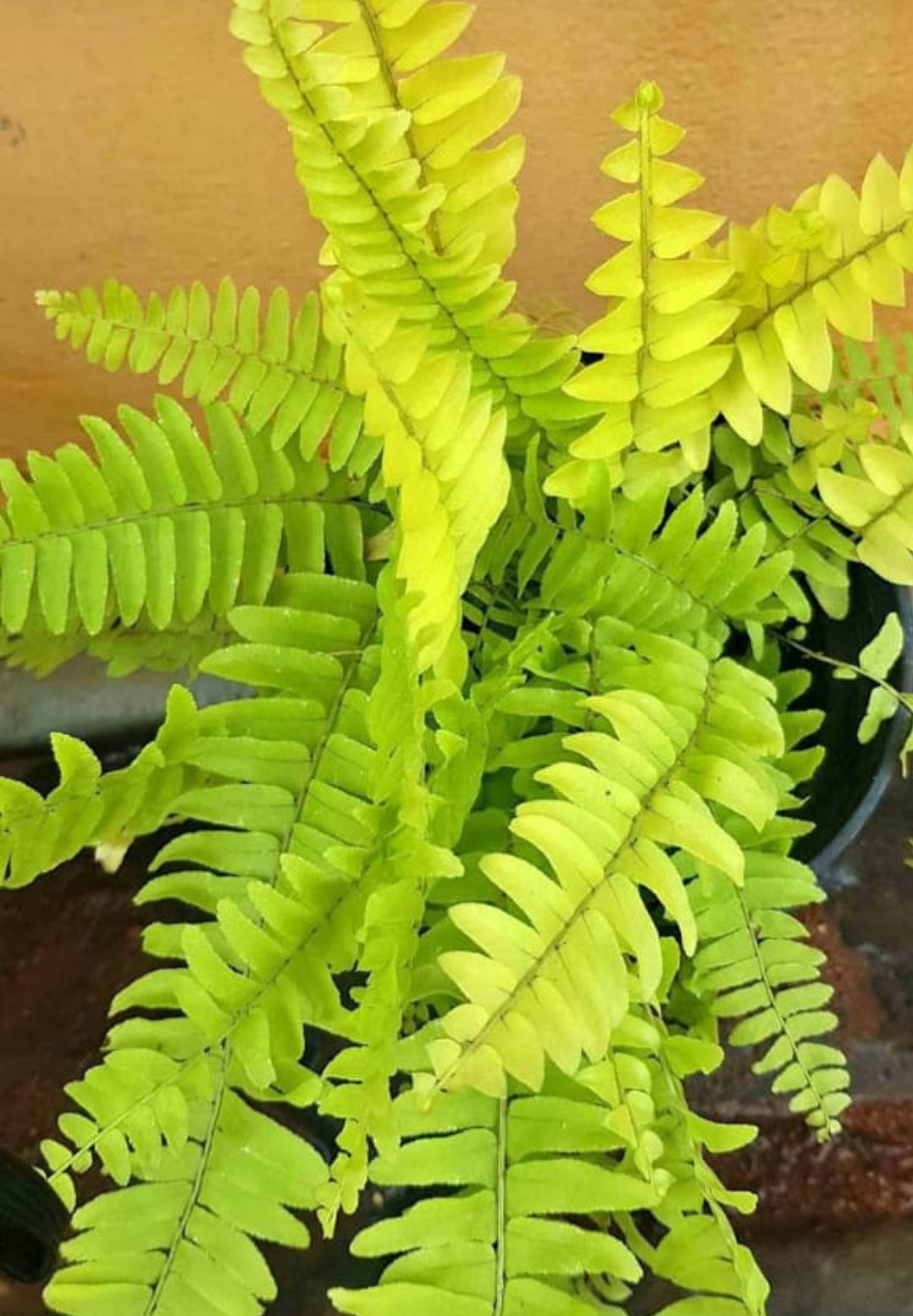 Yellow Fern Pteridophyta for Planting Sun Loving Heirloom & GMO Free Seeds for Home Garden
 
 Sale
